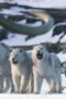 Nonton Film Life on Our Planet Season 1 Episode 8 Terbaru